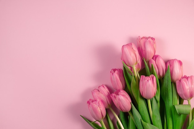 Close-up of pink tulip flower