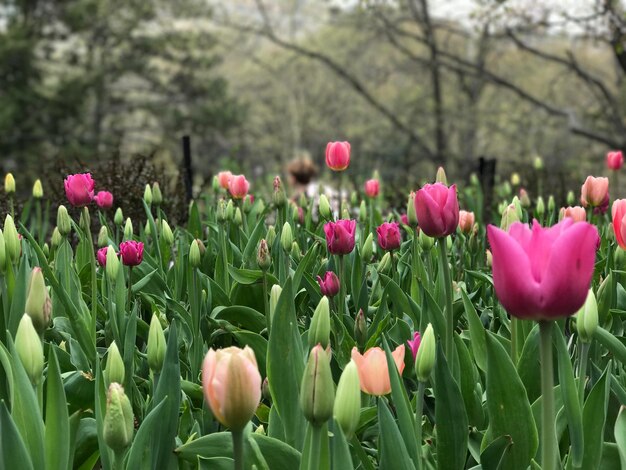 Close-up of pink tulip flowers on field