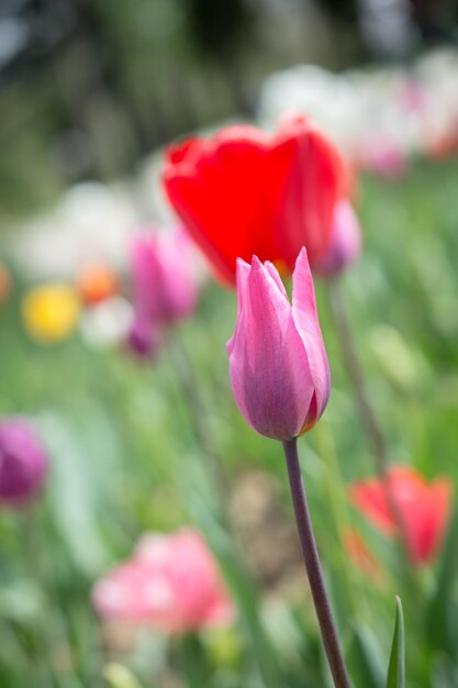 Close-up of pink tulip