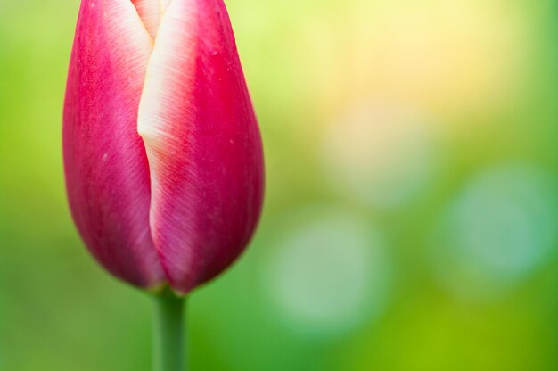 Close-up of pink tulip