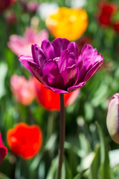 Close-up of pink tulip