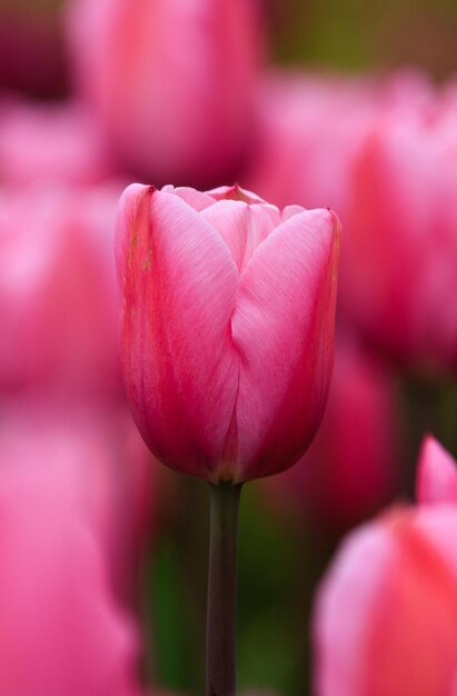 Foto close-up di un tulipano rosa