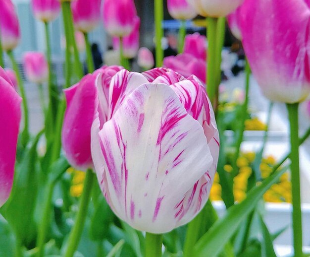 Foto close-up di un tulipano rosa