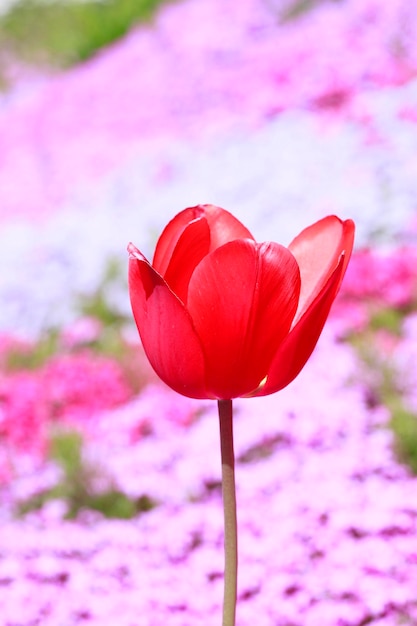 Foto close-up di un tulipano rosa