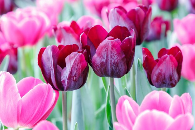 Foto close-up di un tulipano rosa