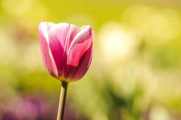 Foto prossimo piano di un tulipano rosa