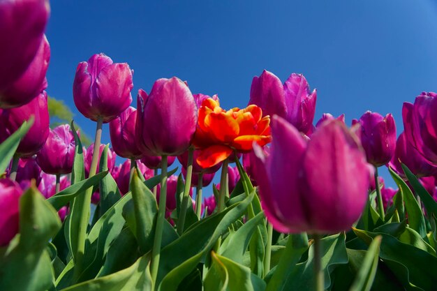 Close-up of pink tulips against sky