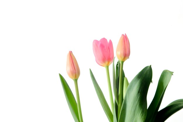 Foto close-up di tulipani rosa su sfondo bianco