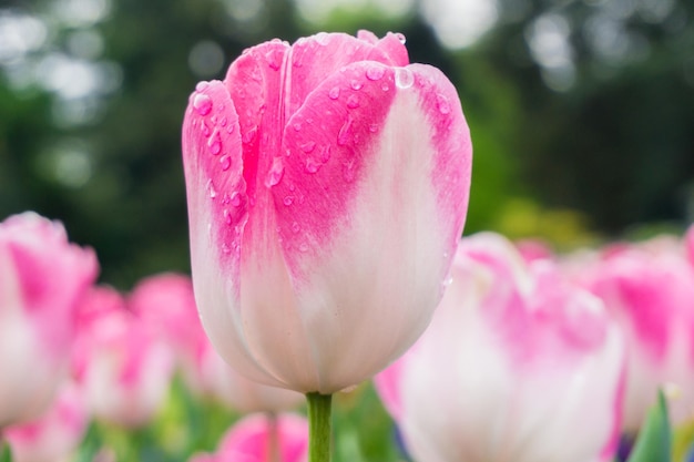 Photo close-up of pink tulips during rainy season