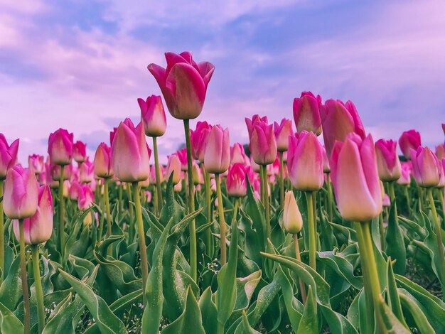 Close-up of pink tulips on field against sky