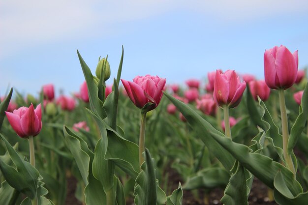 Photo close-up of pink tulips on field against sky