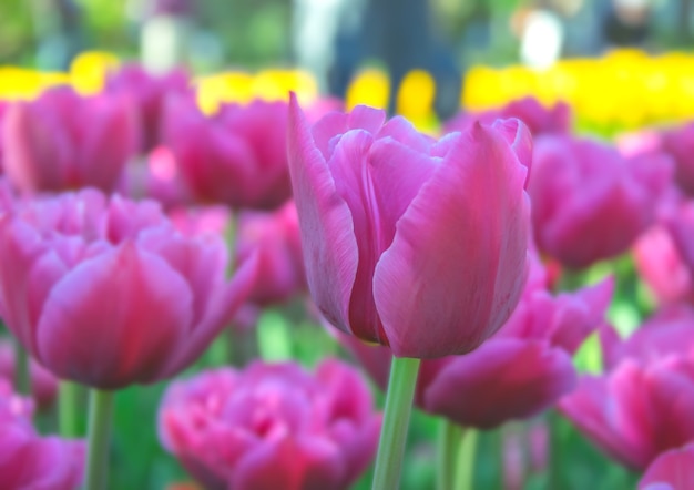 Close up of pink tulips in a field in garden