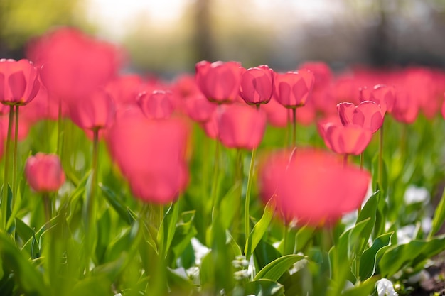 Крупный план розовых тюльпанов в поле розовых тюльпанов на размытом фоне боке. Художественная сцена природы