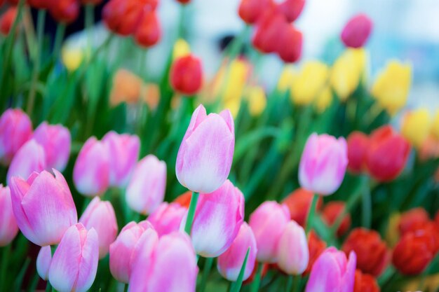 Close-up of pink tulips on field