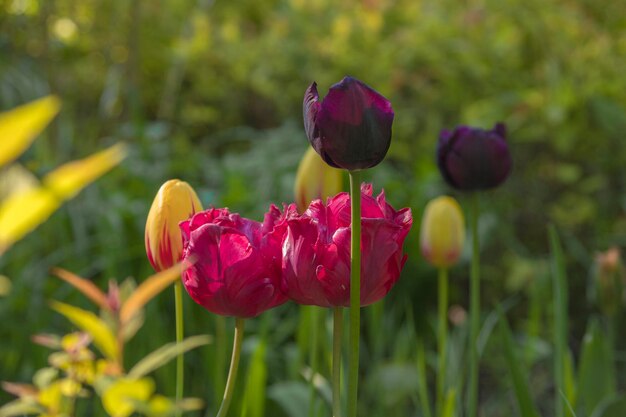 Close-up of pink tulips on field