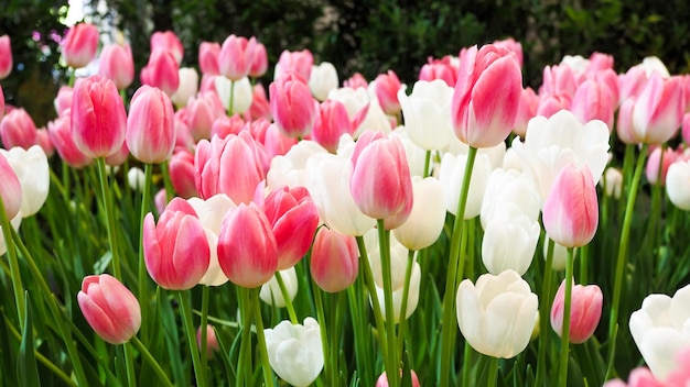 Foto close-up di tulipani rosa in campo