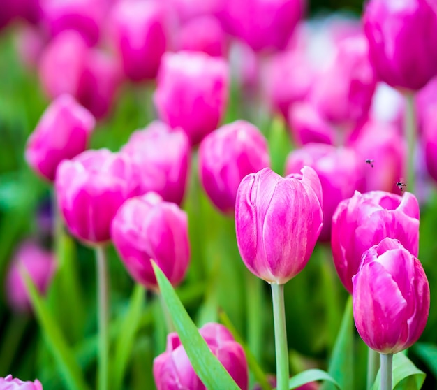 春の庭に咲くピンクのチューリップの花をクローズアップ