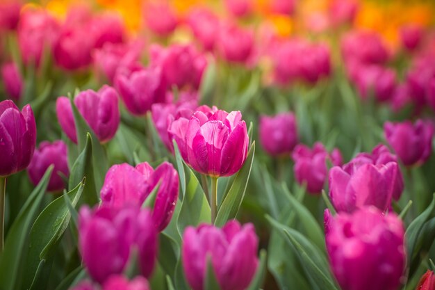 Close up of pink tulips in the garden