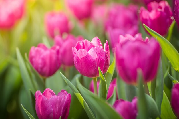 Close up of pink tulips in the garden