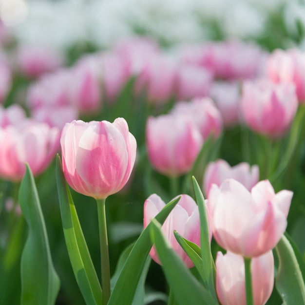 Close up of  pink tulips in the garden