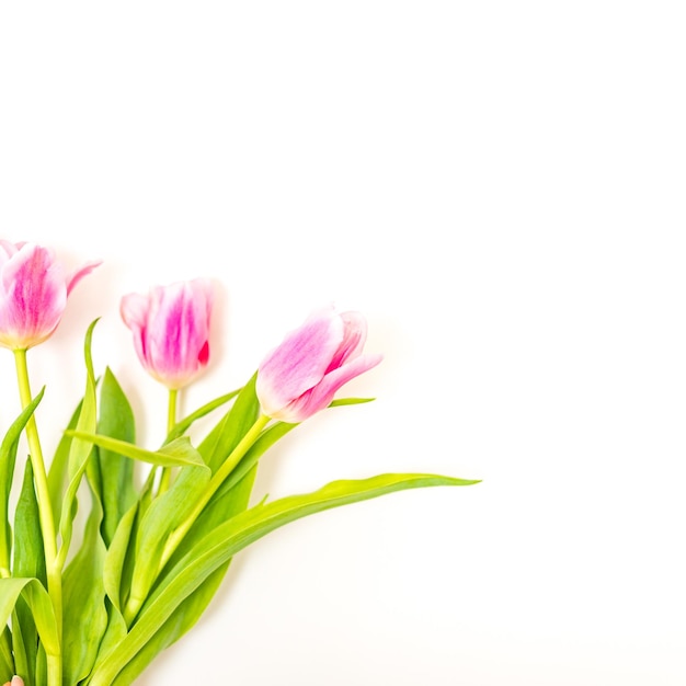 Close-up pink tulips isolated on white. Elegant, soft, fragile spring flowers on sunny white