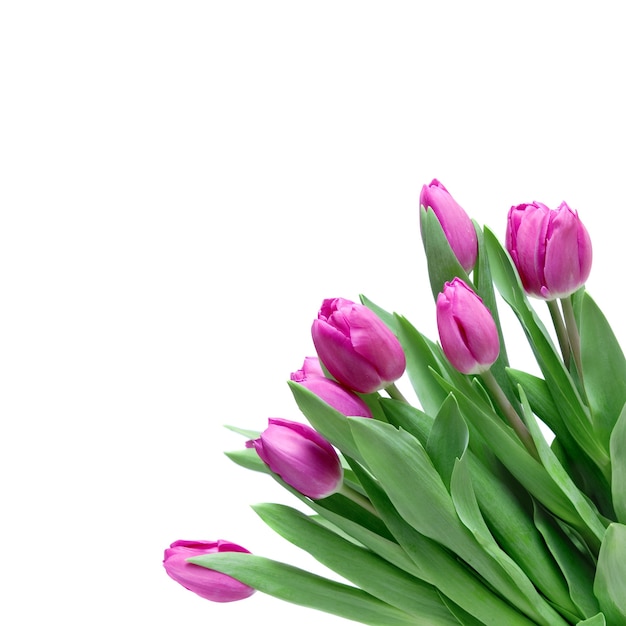 Close-up pink tulips isolated on white