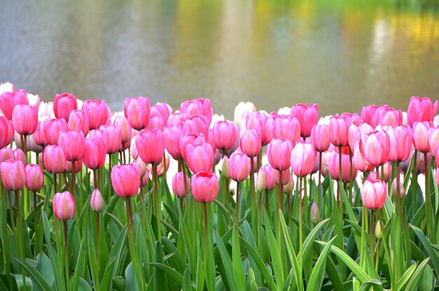 Close-up of pink tulips in lake