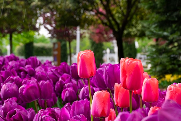 Photo close-up of pink tulips in park and rain