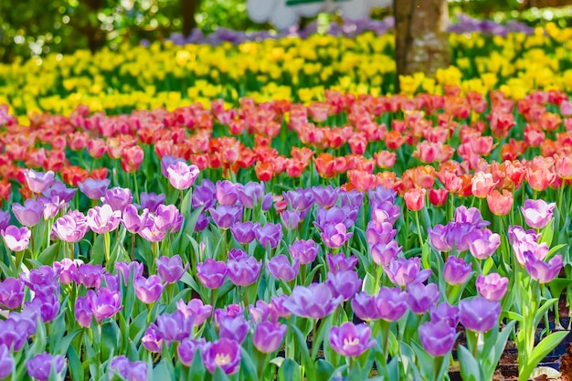 Close-up of pink tulips in park