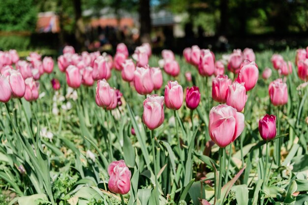 Close-up of pink tulips in park