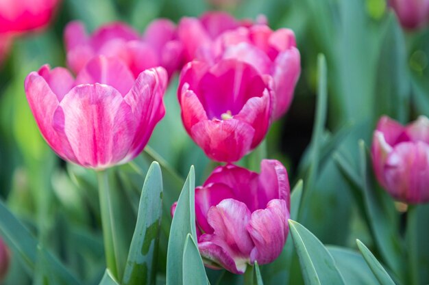 Close-up of pink tulips