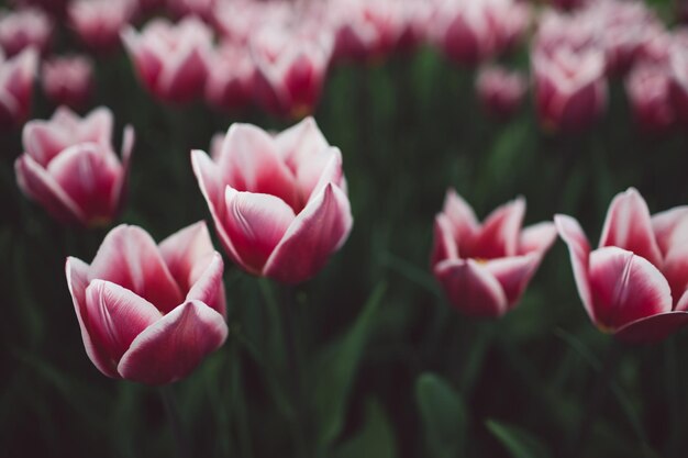 Close-up of pink tulips