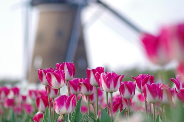 Close-up of pink tulips