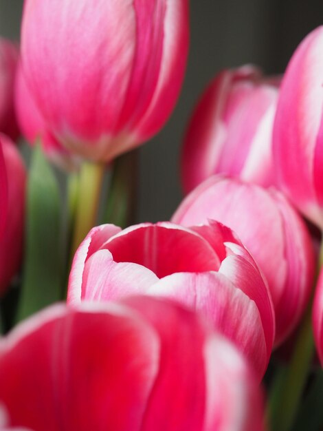 Close-up of pink tulips