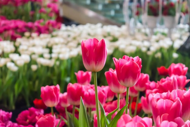 Foto close-up di tulipani rosa