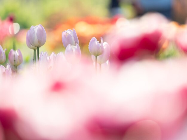 Photo close-up of pink tulips