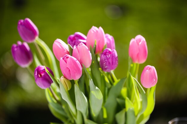 Photo close-up of pink tulips