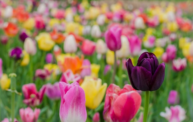 Foto close-up di tulipani rosa