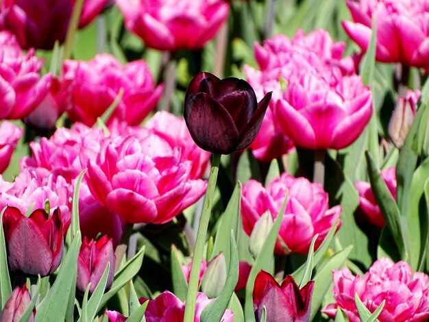 Close-up of pink tulips