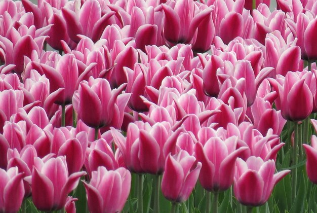 Close-up of pink tulips