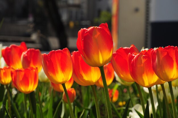 Photo close-up of pink tulips