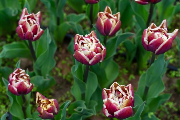 Close-up of pink tulips