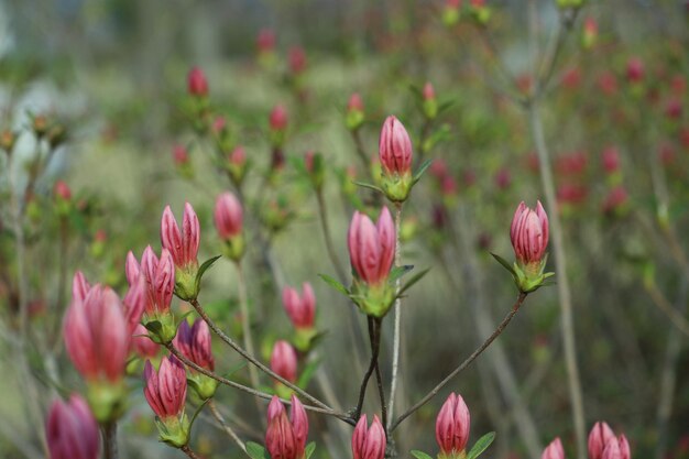 Photo close-up of pink tulips