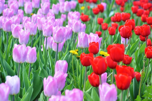 Close-up of pink tulips