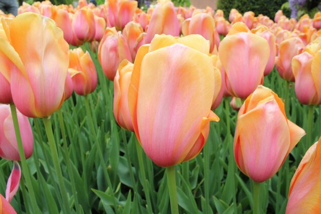 Close-up of pink tulips