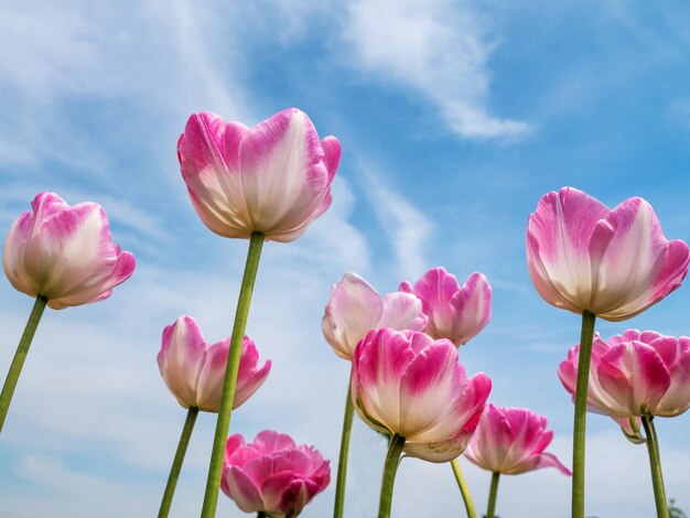 Close-up of pink tulips