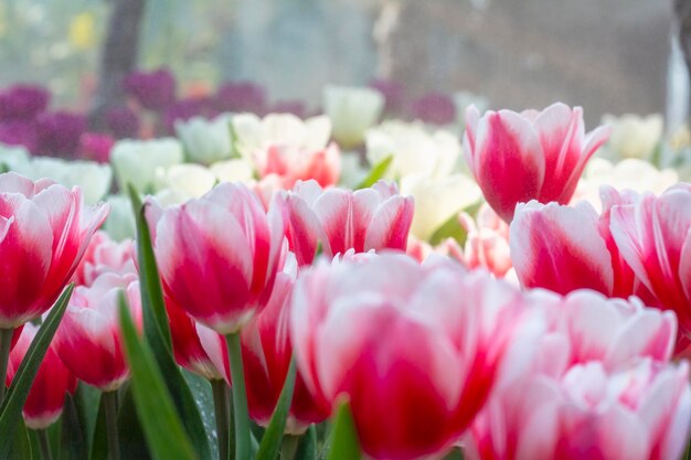 Close-up of pink tulips