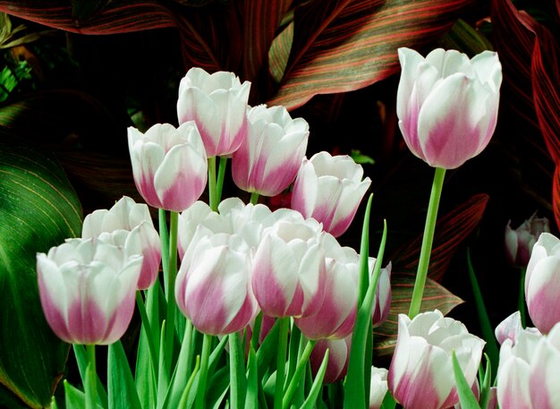 Photo close-up of pink tulips