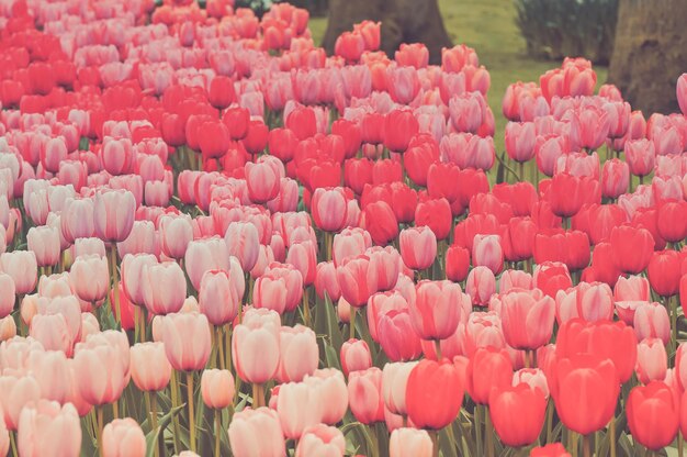 Close-up of pink tulips