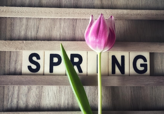 Photo close-up of pink tulips